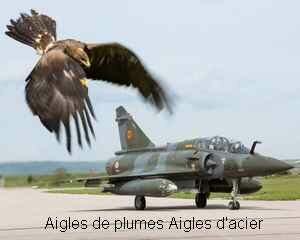 Détails : Aigles de plumes Aigles d'acier